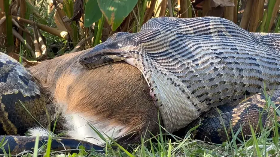 What do pythons eat