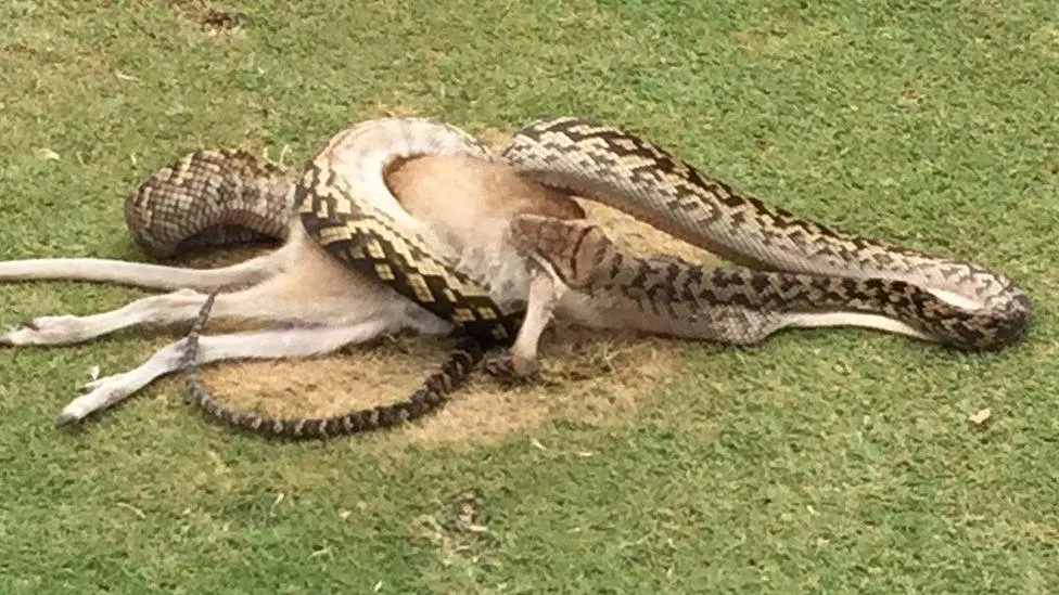 Pythons eat — image 2