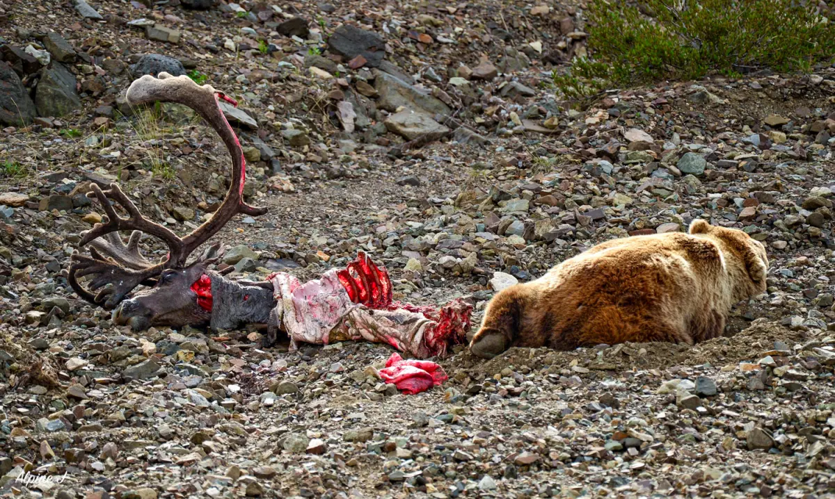 Caribou vs. Grizzly