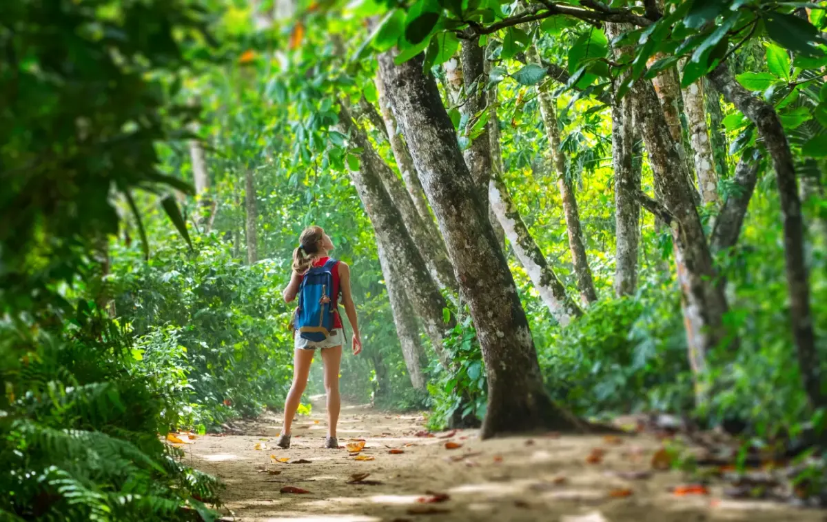 Best Rainforest Tours, Trips & Cruises 2026