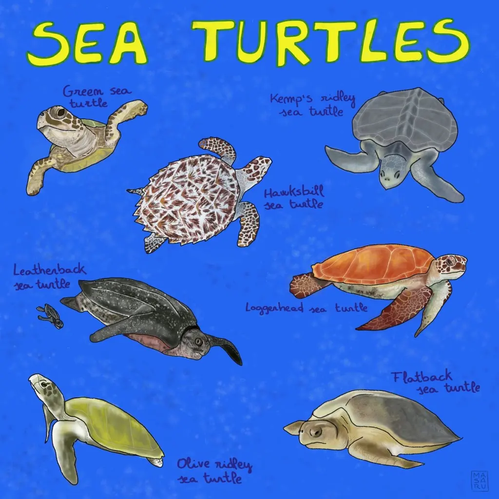 Meet the 7 living species of sea turtles