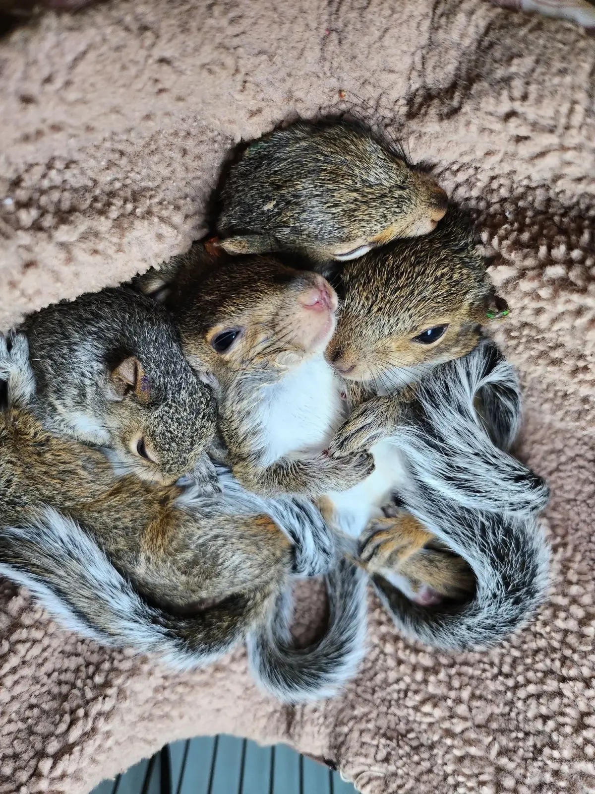 Babies squirrels — image 2