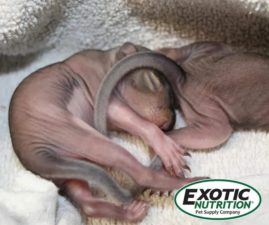 How To Care For Baby Squirrels