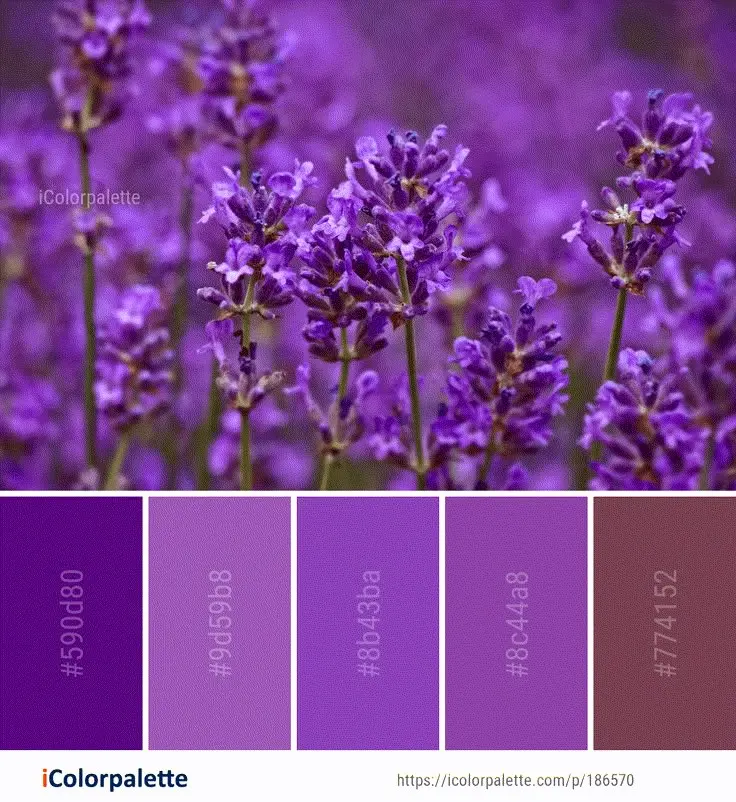 54 Best Lavender Color Palettes ideas