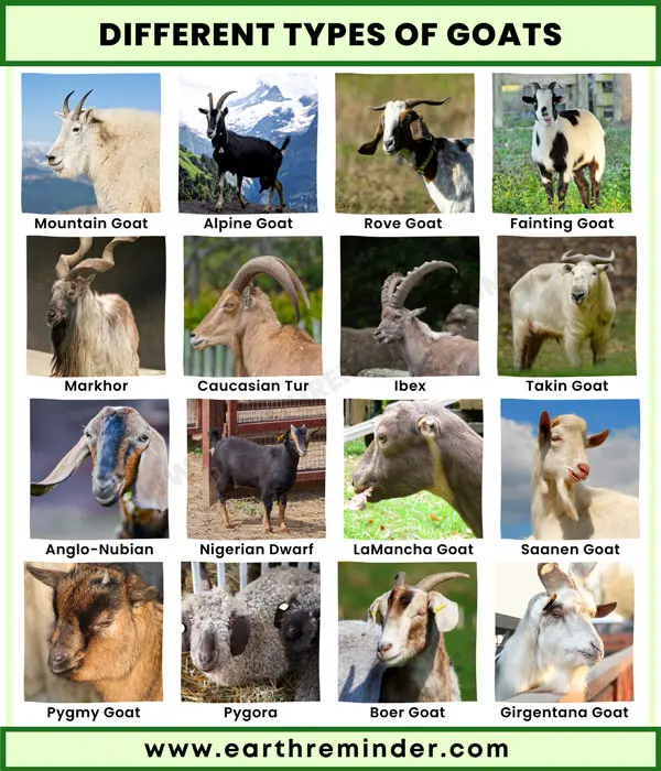 19 Different Types of Goats