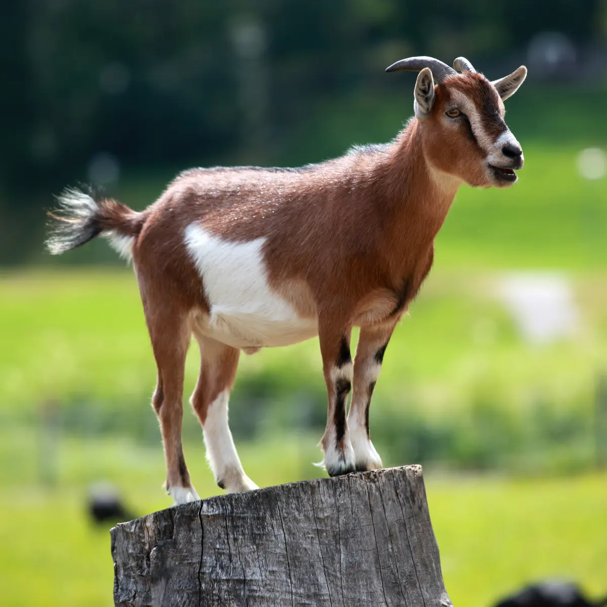 Group goats called — image 2
