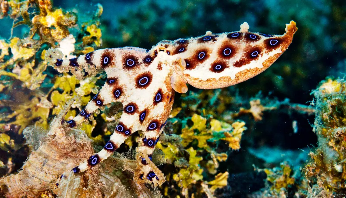 Sneaky color-changing octopus inspires deception tech