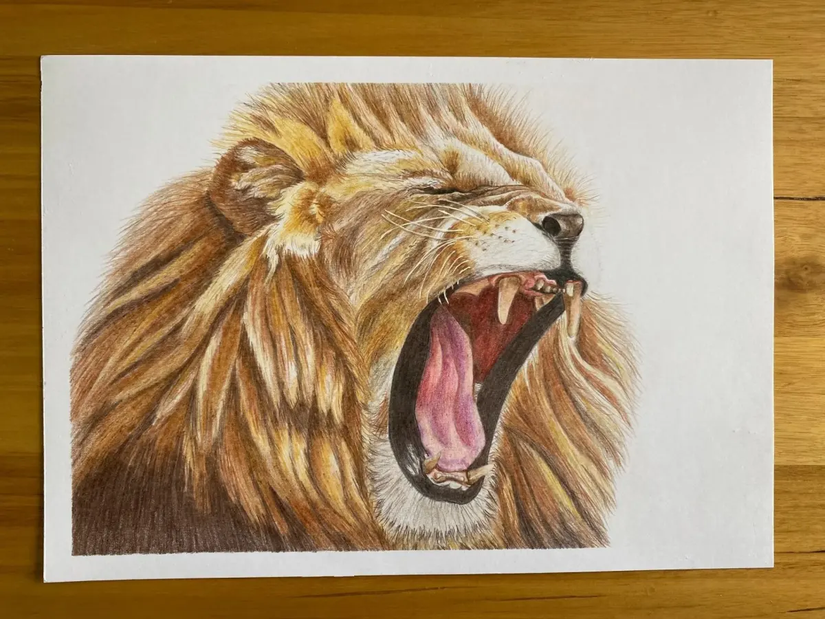 Drawing Animals: How to Draw a Realistic Lion with Colored Pencils