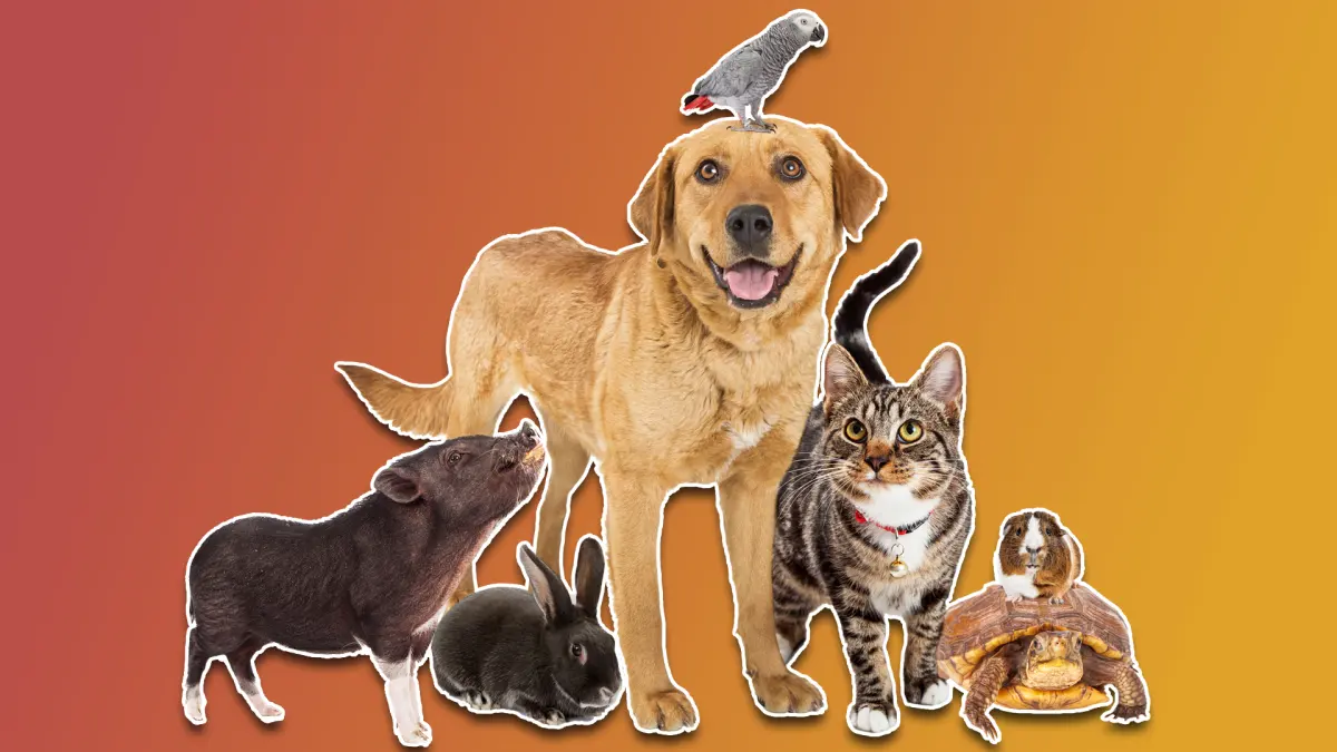 Pets: How to look after dogs, cats, rabbits and tortoises