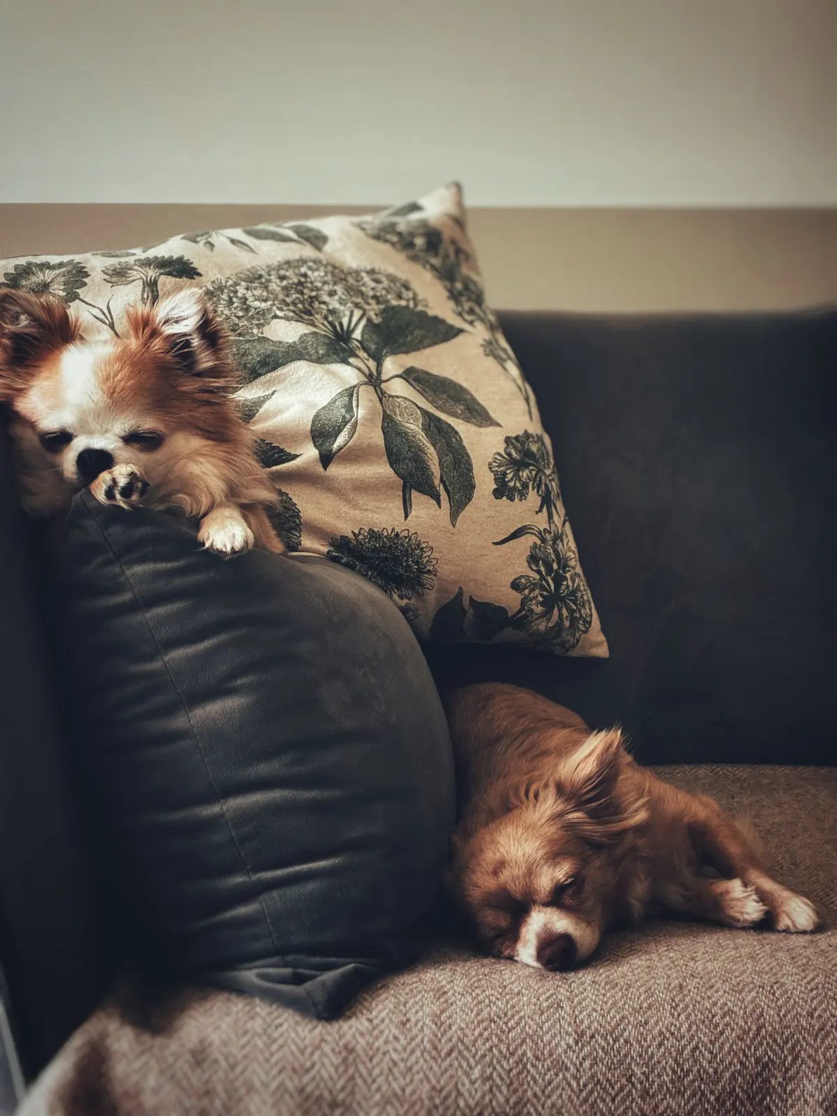 Pets , The BEST Free Pets &