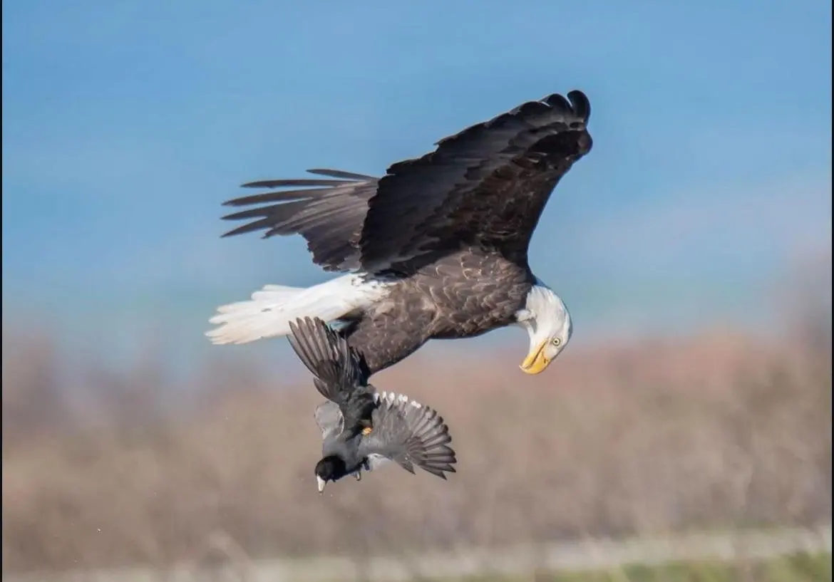 🔥A bald eagle catches an American coot in mid-air