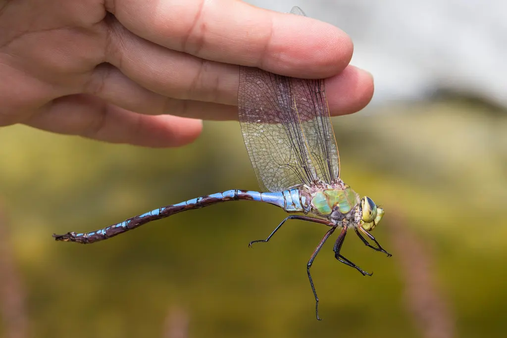 Big dragonflies — image 2