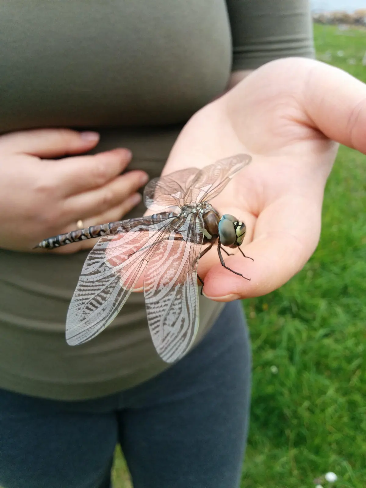Big dragonflies — image 3