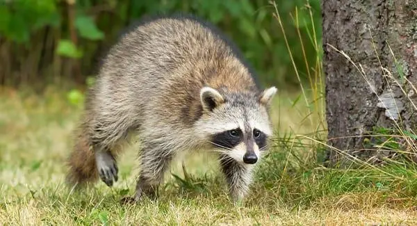 6 Things You May Not Know About The Raccoons In South Portland
