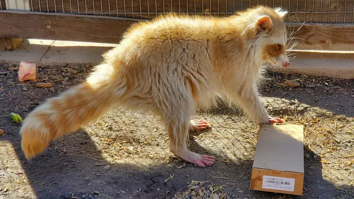Bowie, a Golden Raccoon, Is Winning Hearts in Big Bear