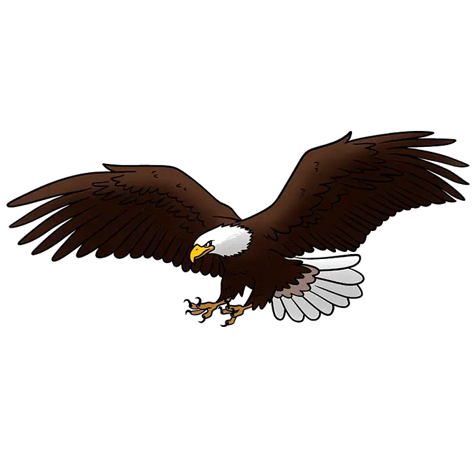 How to Draw a Bald Eagle Flying