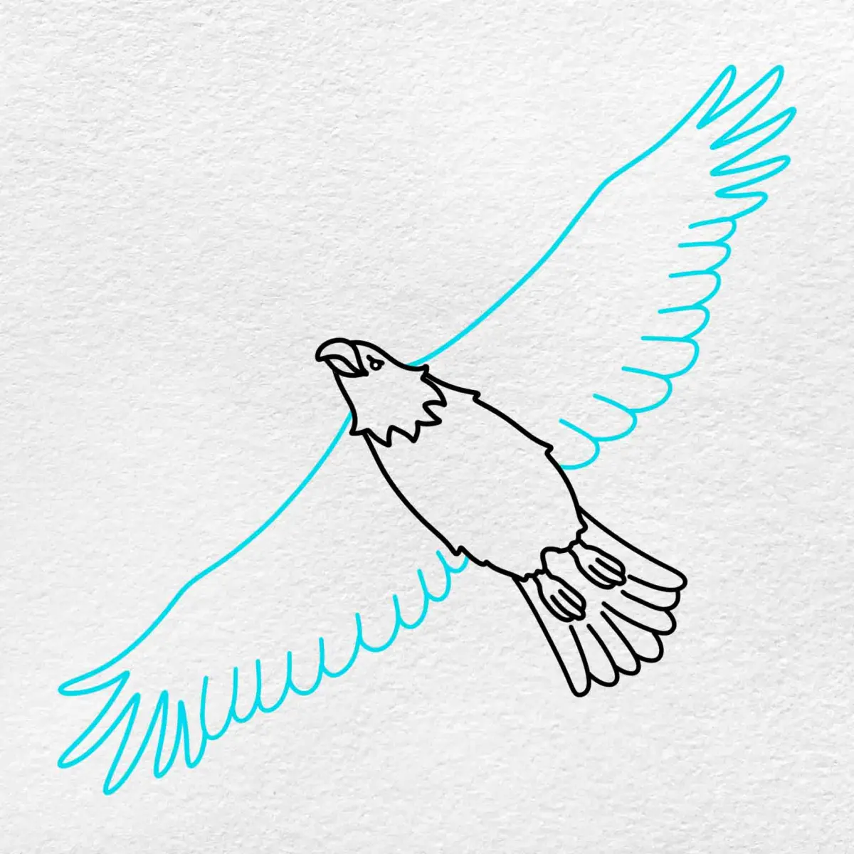 How to Draw a Eagle Flying