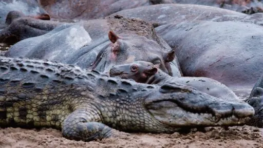 Crocodiles