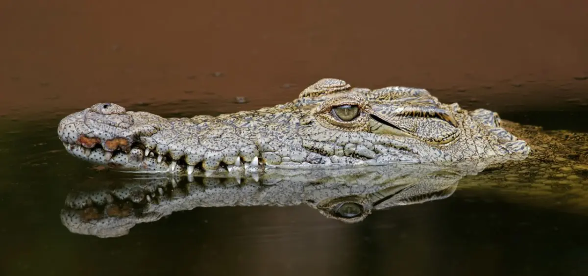 Crocodiles