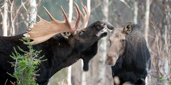 Moose