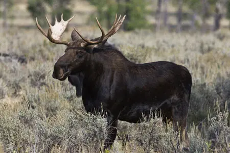 Moose Facts