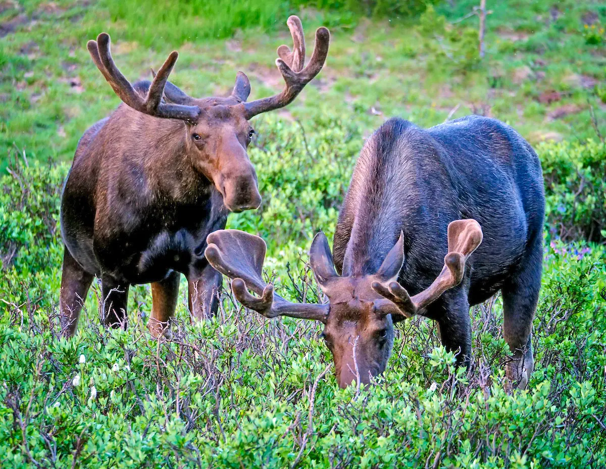 Colorado living: Moose are relative newcomers