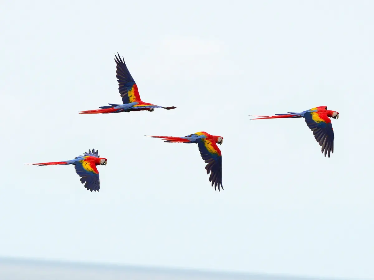 What is a Group of Parrots Called? (Complete List + Why?)