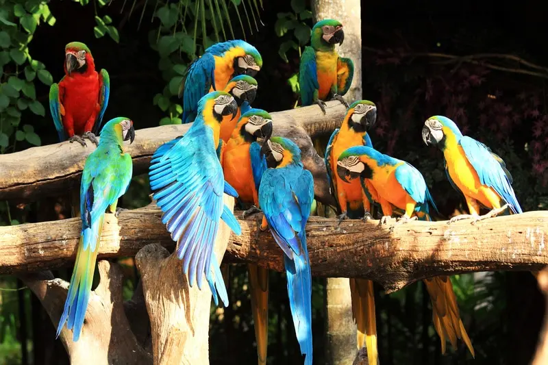What Is a Group of Parrots Called? Facts & FAQ