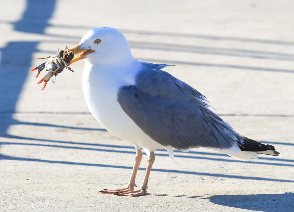 Have We All Missed the Point About Seagulls?