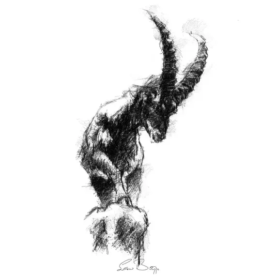 Mountain Goat Sketch