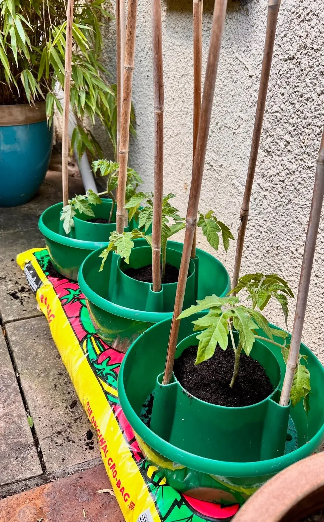 Growing tomatoes in a grow bag
