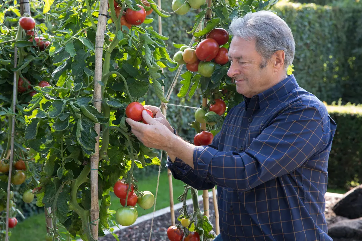 How to Grow Tomatoes