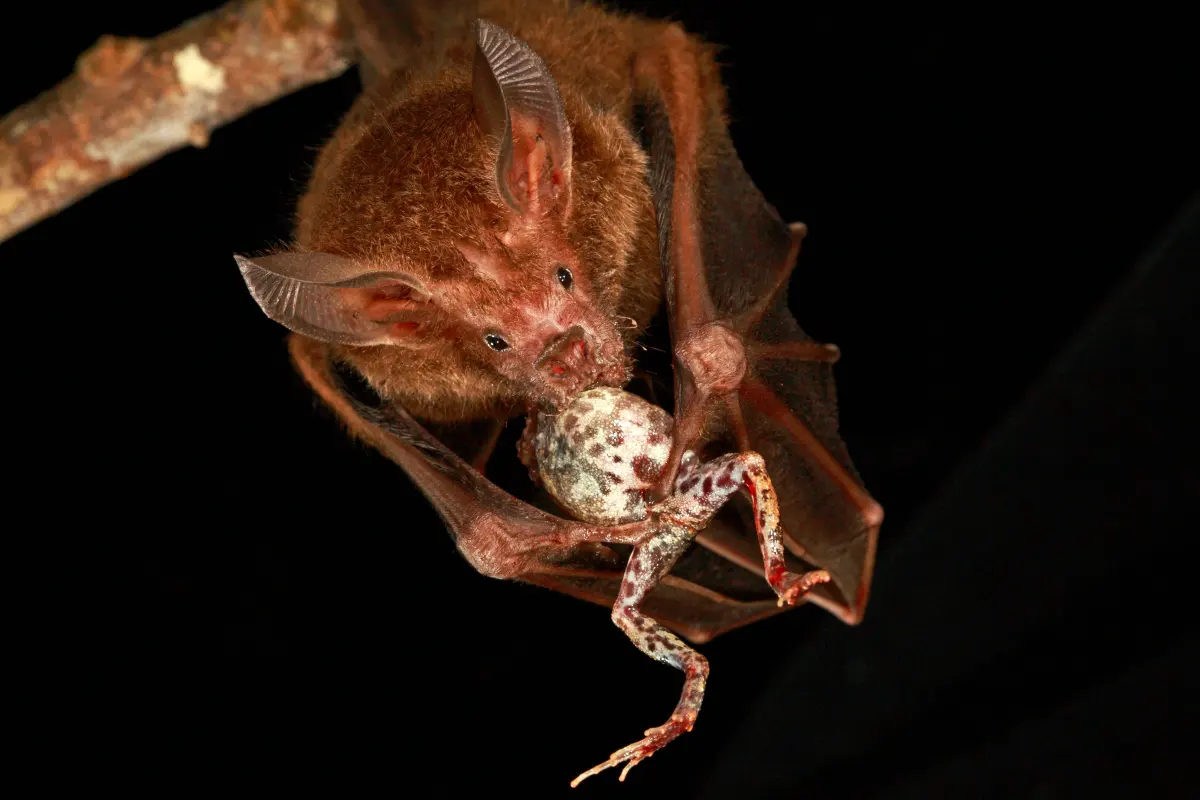 Bats Eat What?!