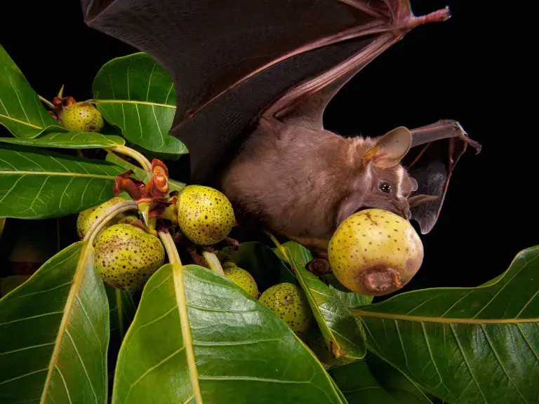Bats eat — image 3