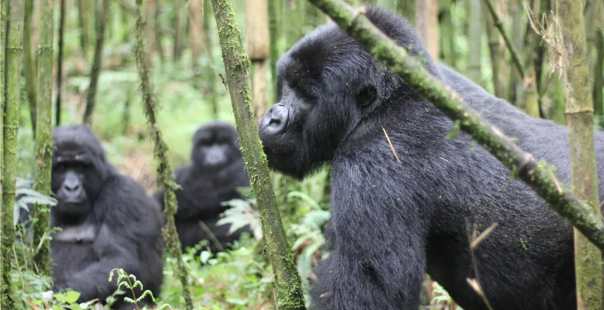 What is a group of gorillas called: Group of gorillas
