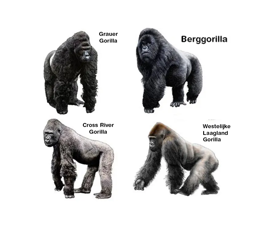 Group gorillas called — image 3