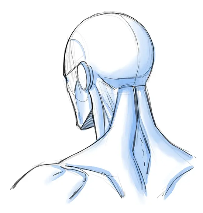 How to Draw Various Head and Neck Positions