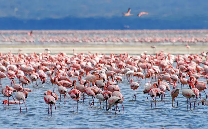 Kenya
