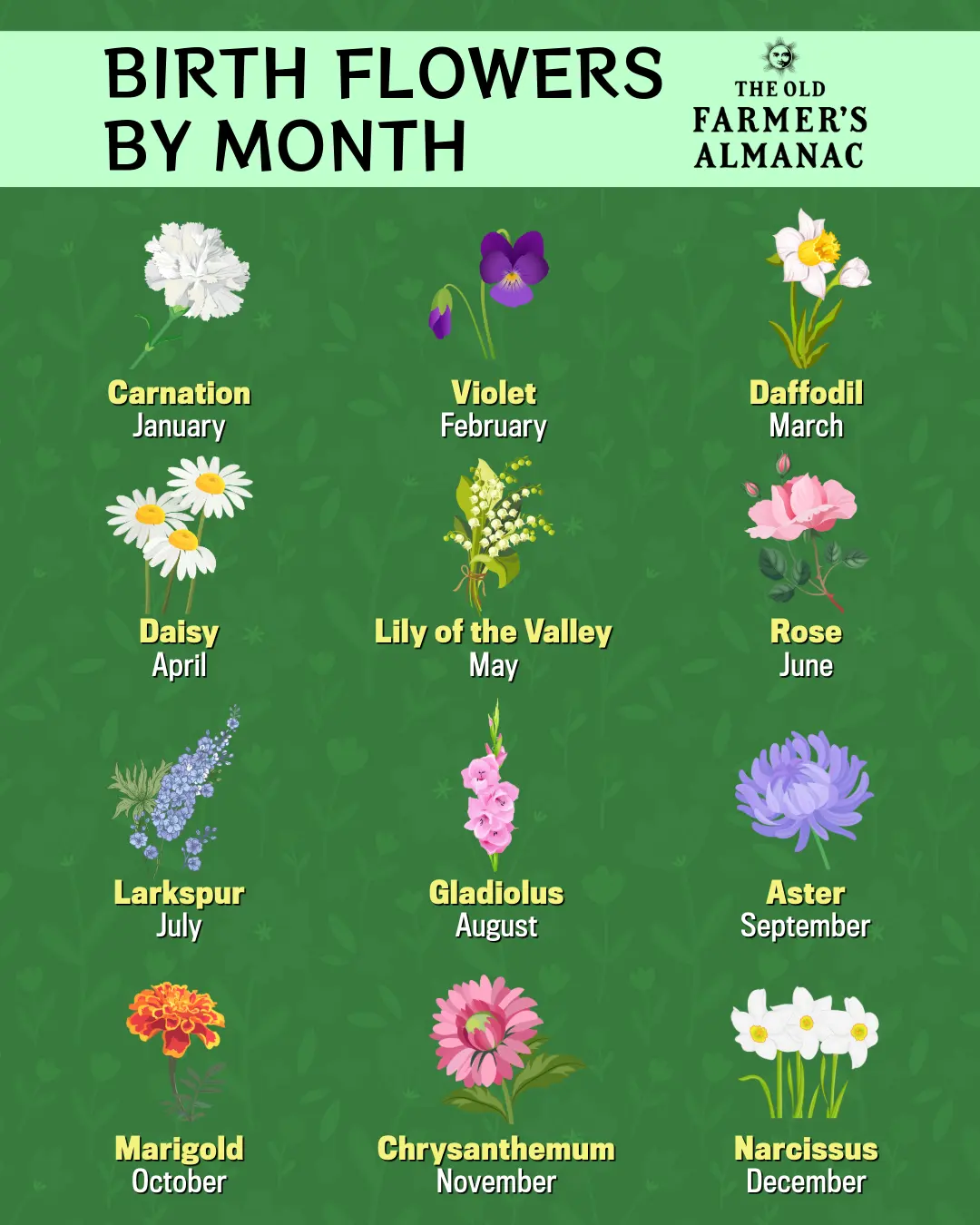 What is My Birth Flower?