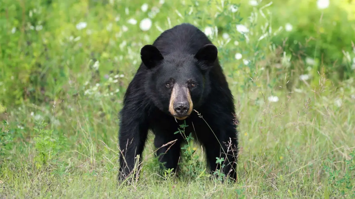 Black bear attacks on humans are rare but often begin as scuffles with dogs, experts say