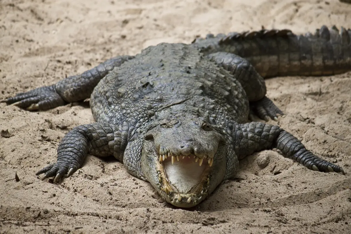 7 Crocodilian Species That Are Dangerous to Humans