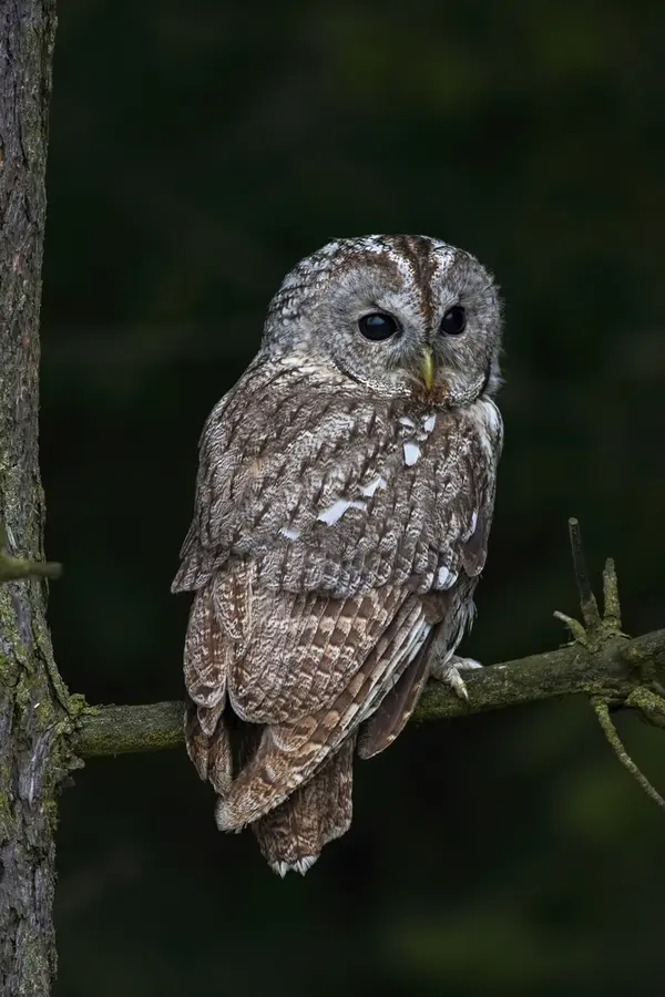 How Do Owls Rotate Their Heads Around?