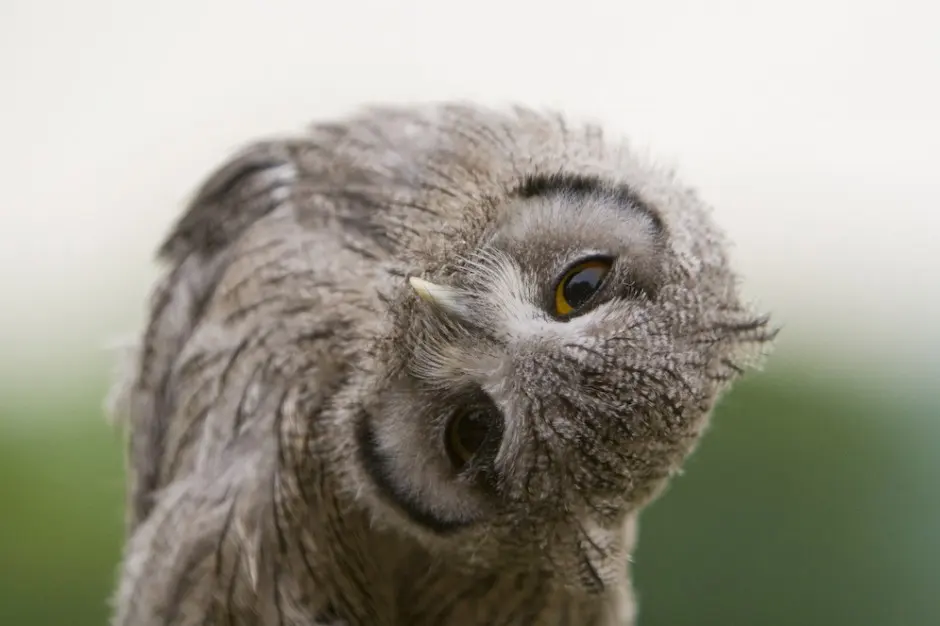 Springfield Plateau: Owls Turn Heads