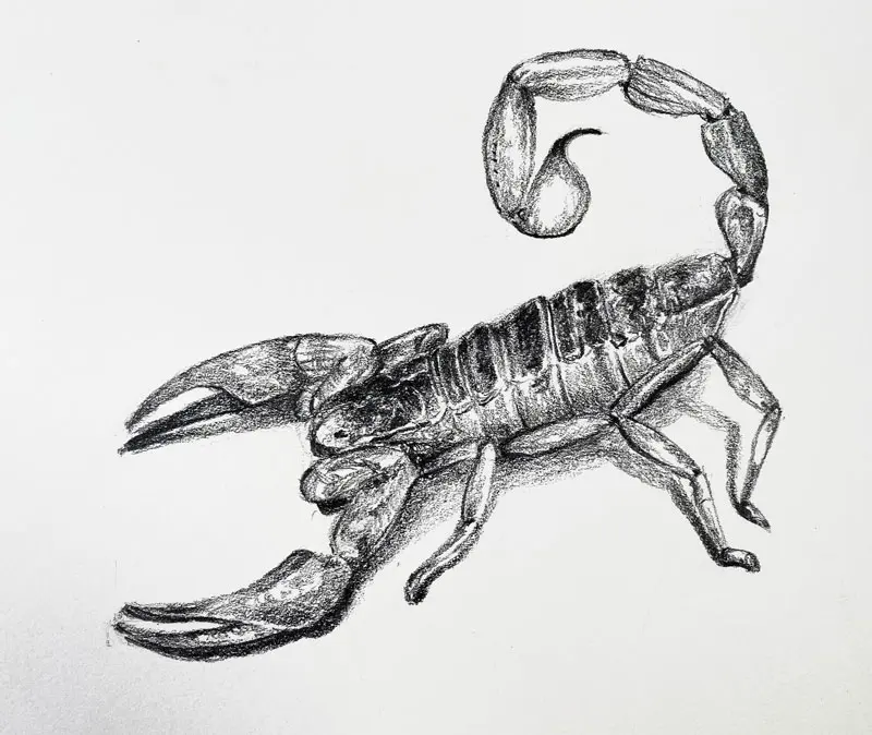 How to Draw a Scorpion