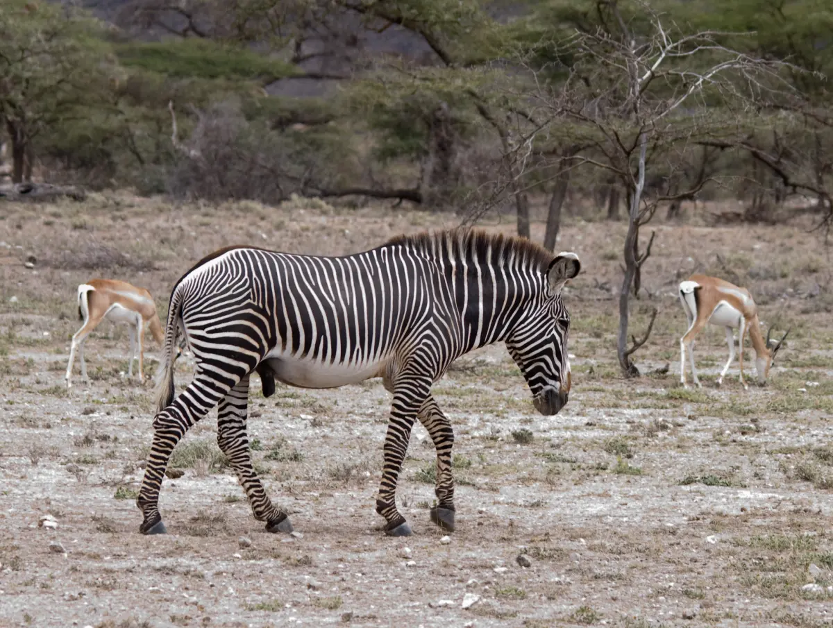 Big zebras — image 2