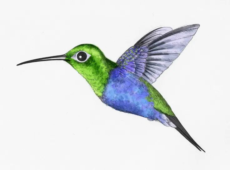 How do you draw a hummingbird in flight step by step
