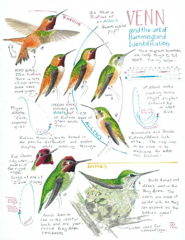 Draw hummingbird flight — image 2