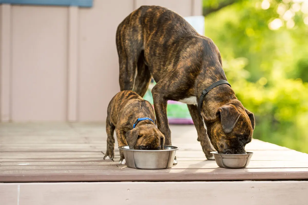 Tips For Feeding Multiple Dogs