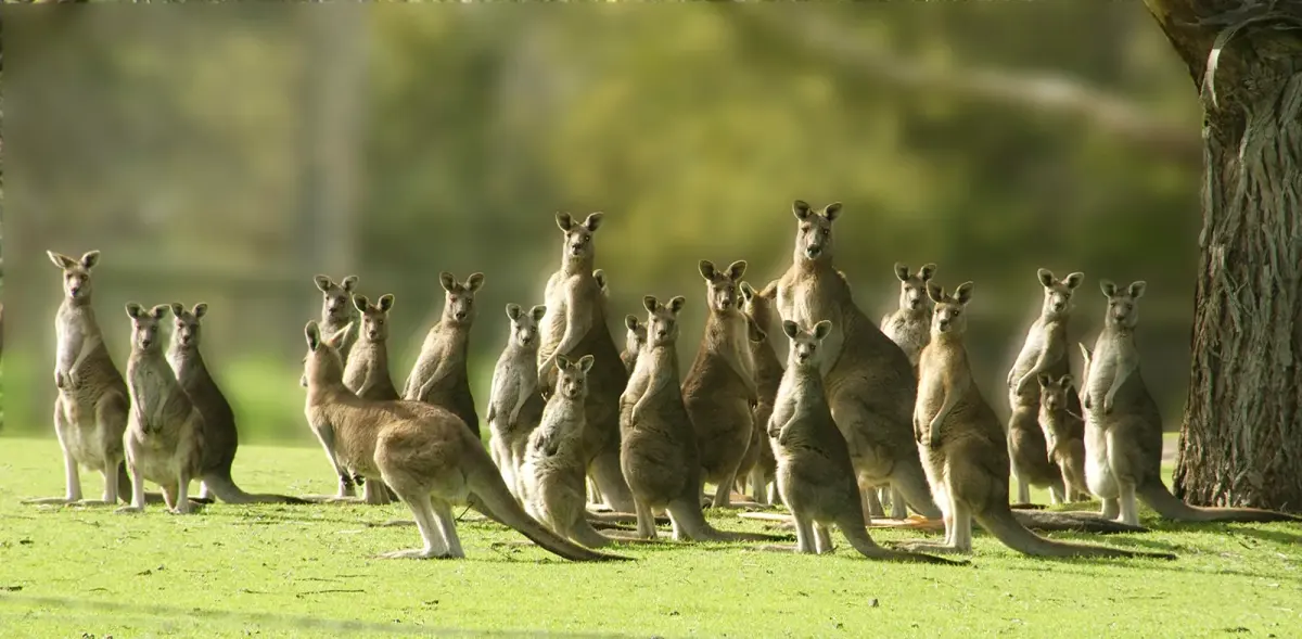 Kangaroos live — image 2