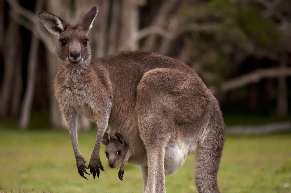 Kangaroos: Facts, Information &